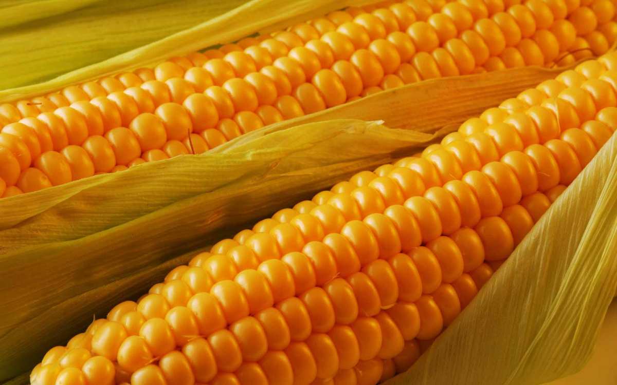 На кордоні з Угорщиною та Румунією зросли ціни попиту на українську кукурудзу