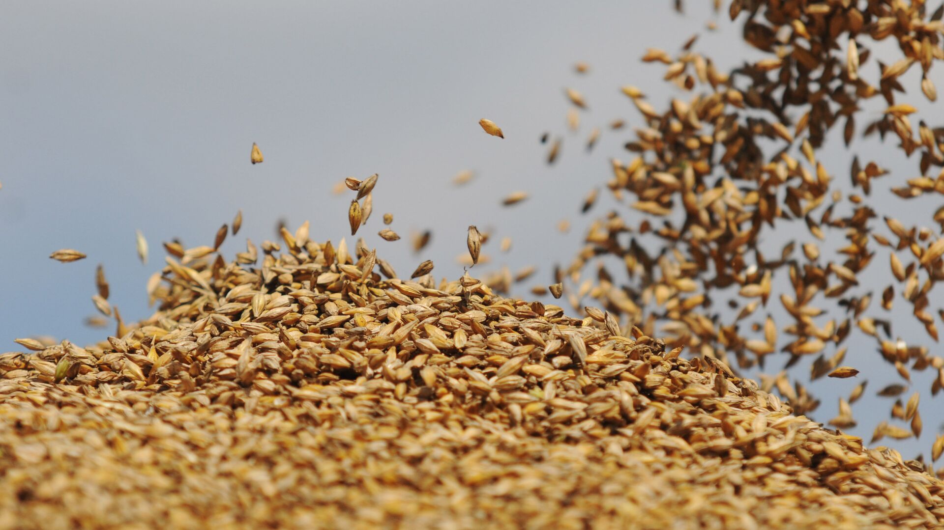 З Волині відправлять 2 тисячі тонн зерна на Харківщину