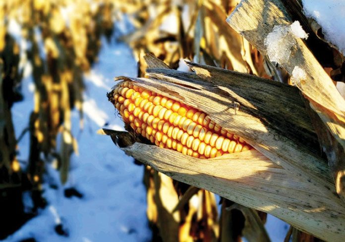 Кукурудза нового врожаю ризикує залишитися в полях