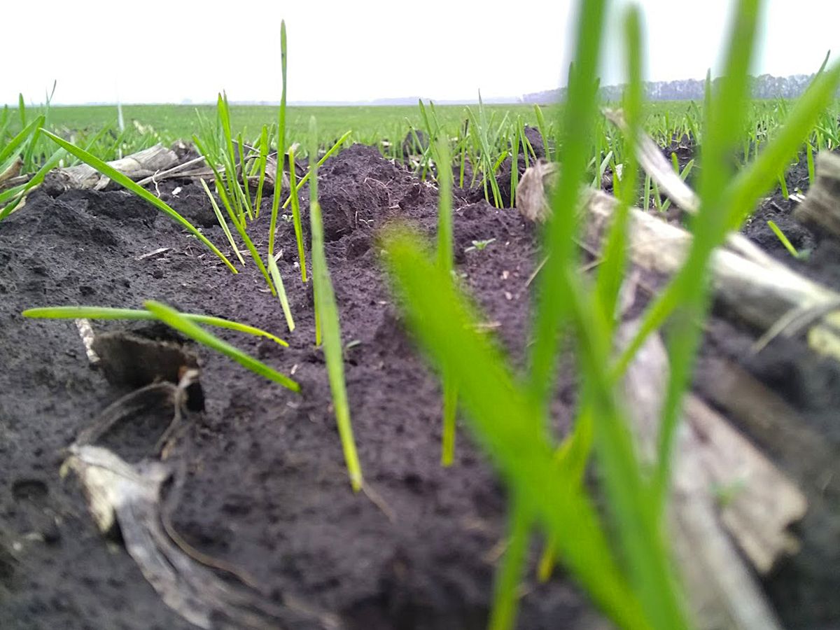 В окремих регіонах України посіви озимої пшениці під загрозою поширення хлібної жужелиці