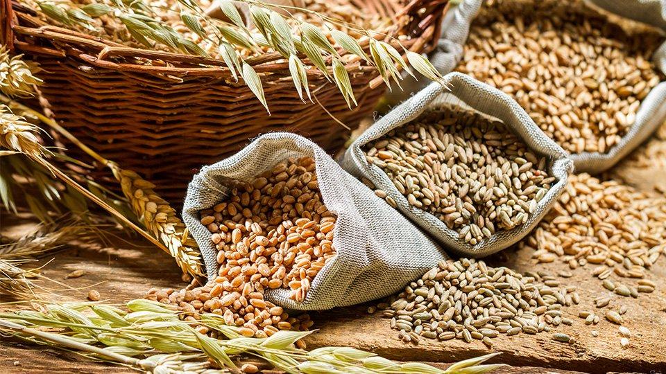 Ціни на зерно нижчі за його собівартість — аграрії