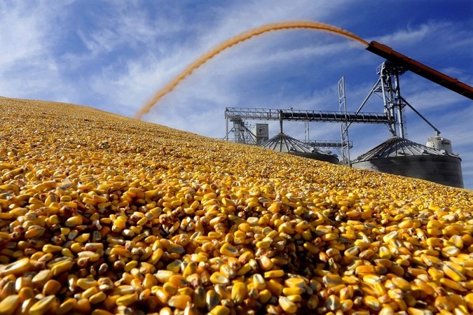 Пшениця та кукурудза стрімко падають в ціні — аналітики