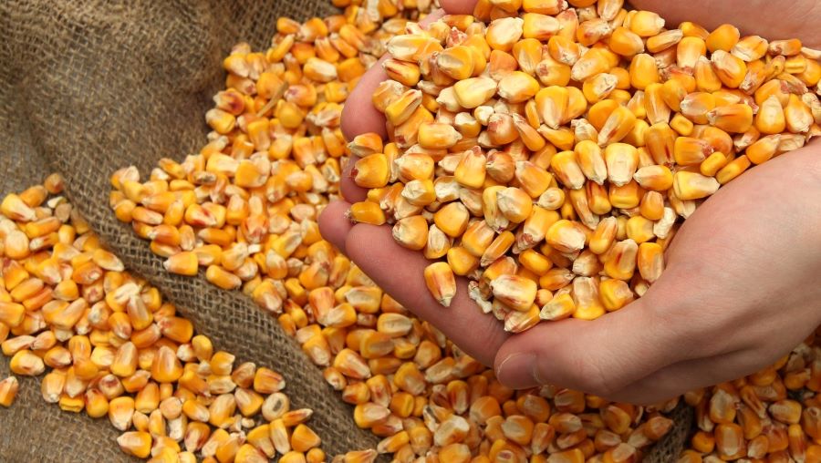 Скільки зернових експортовано з України у травні — статистика
