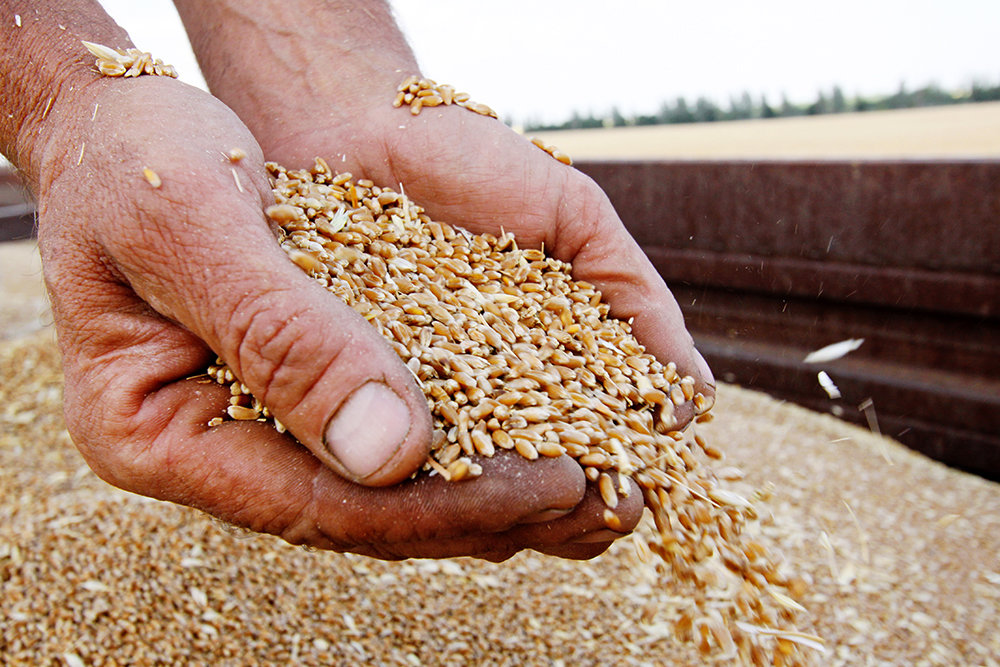 Ціни на пшеницю продовжують падати