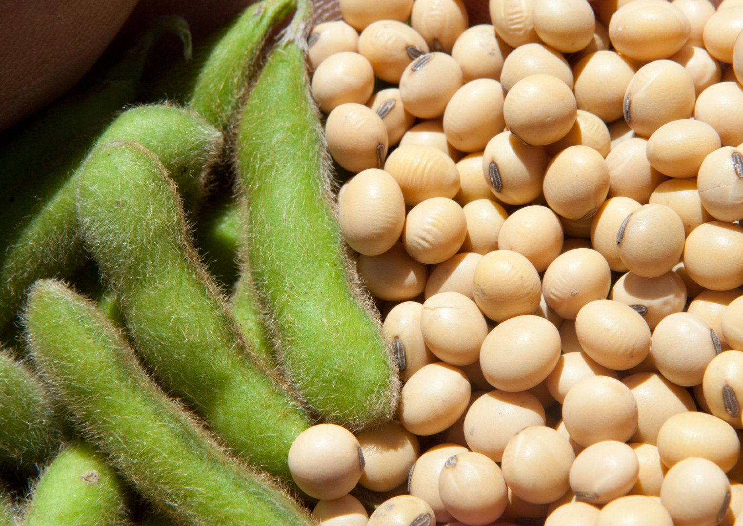 Азотофікація сої: як вона впливає на врожайність?