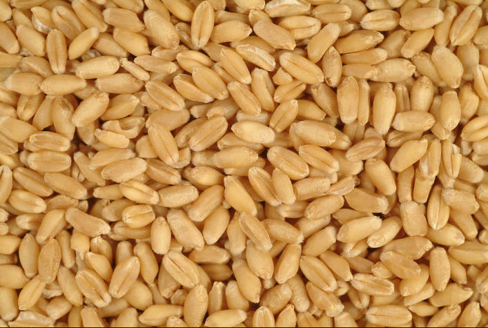Ціни на українську пшеницю залишаються низькими