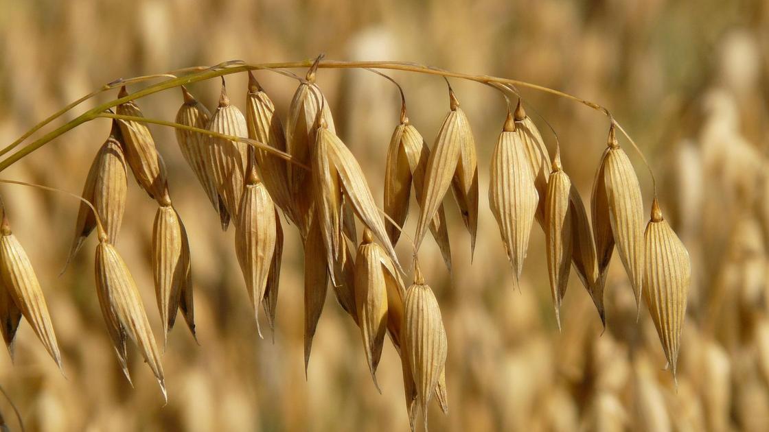 Україна скасувала ліцензування експорту пшениці та квотування експорту азотних добрив, дозволила експорт вівса