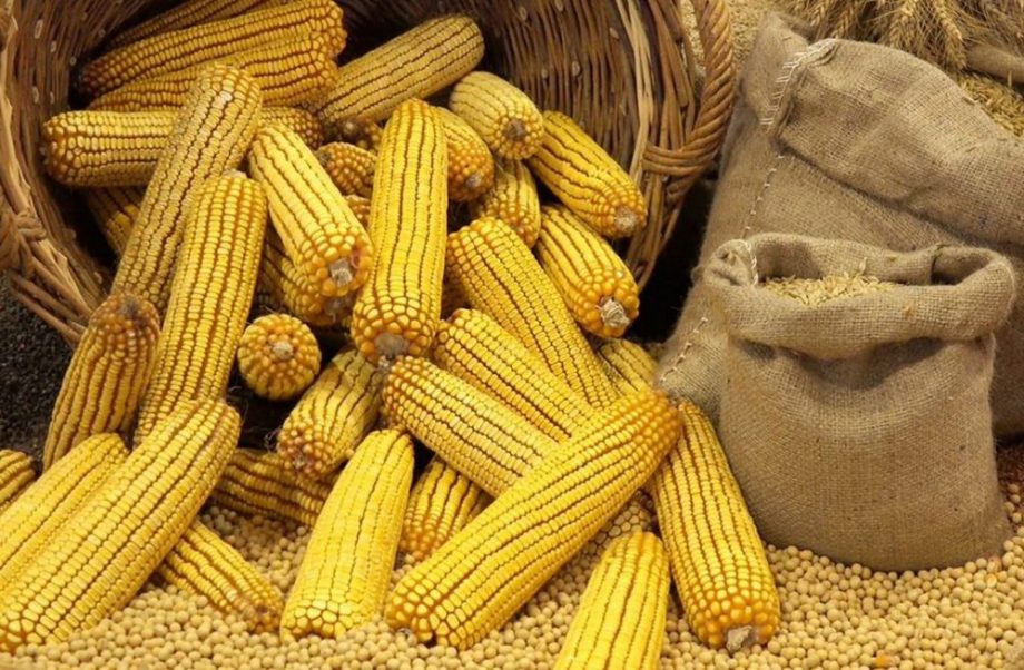 Зниження цін попиту на кукурудзу в дунайських портах України зберігається