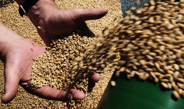 Цьогоріч аграрії зберуть більше фуражної пшениці, ніж продовольчої — прогноз