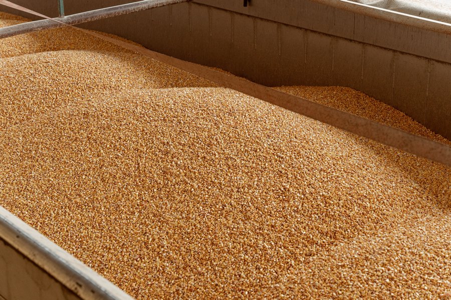 В українських портах зросли ціни попиту на пшеницю — аналітики