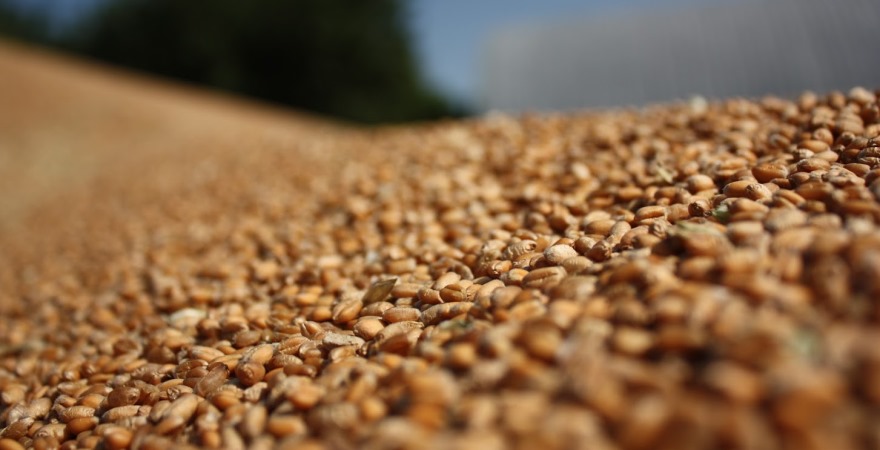 Ціни на пшеницю в дунайських портах за тиждень втратили 1000 гривень — аналітики