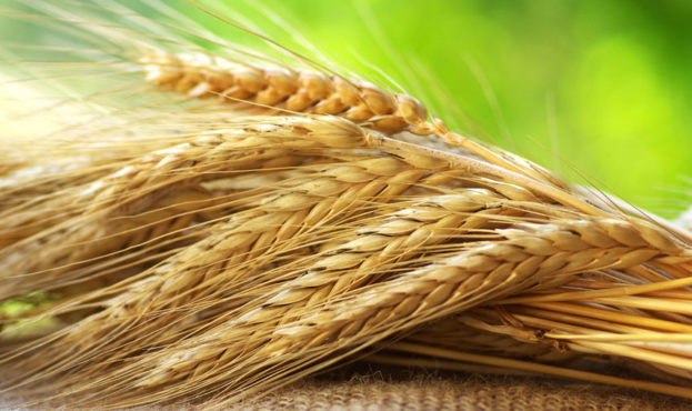 Котирування пшениці досягли найнижчих рівнів з лютого — аналітики