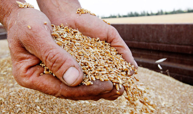 У чорноморських портах України продовжується зниження індикативних цін на пшеницю та ячмінь