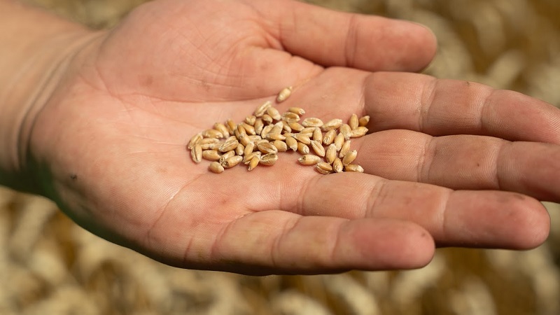 В урожаї-2022 пшениці помітно знижені показники білку і клейковини, — експерт