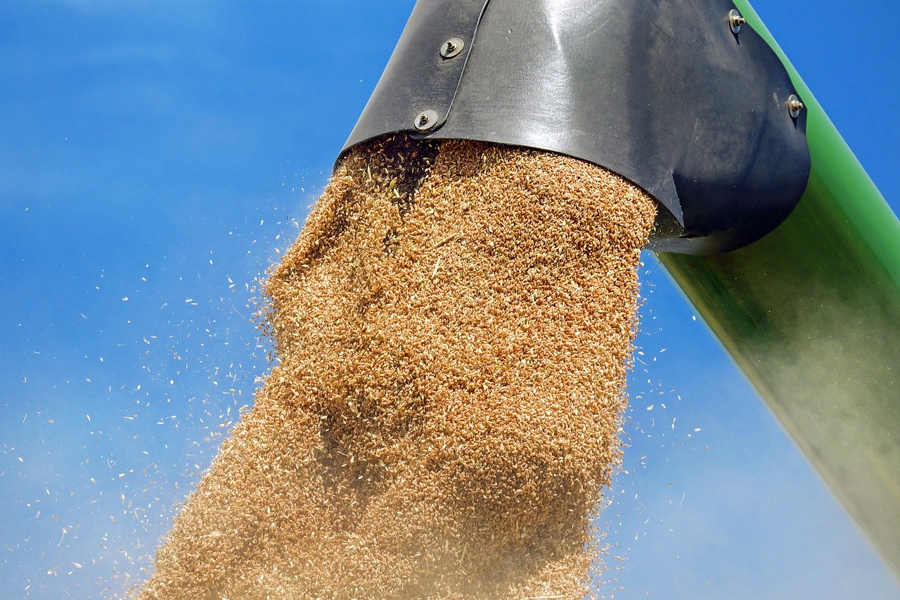 Зібраної пшениці вистачить на два роки внутрішнього споживання