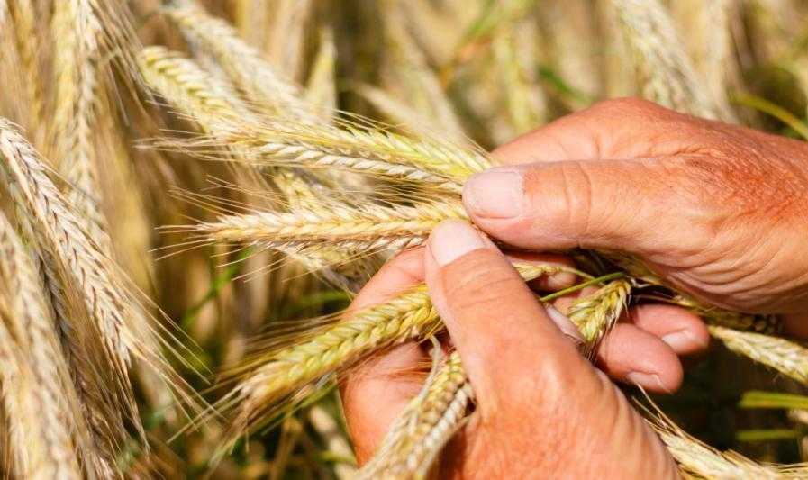 ФАО надасть українським аграріям 30 т насіння озимої пшениці
