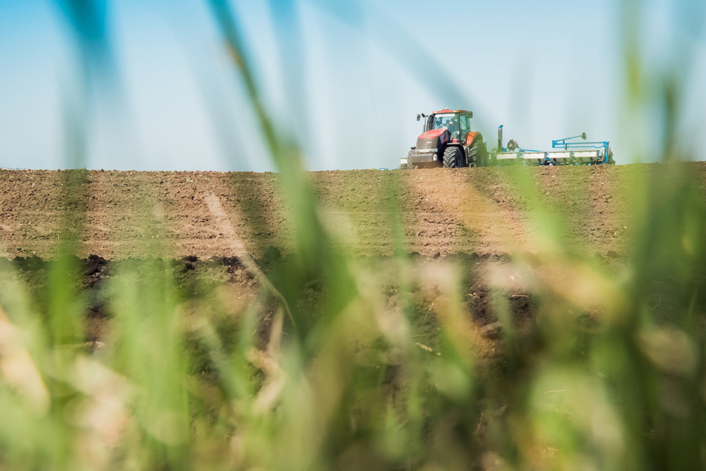 Українські аграрії обирають олійні культури як альтернативу зерновим, — Висоцький