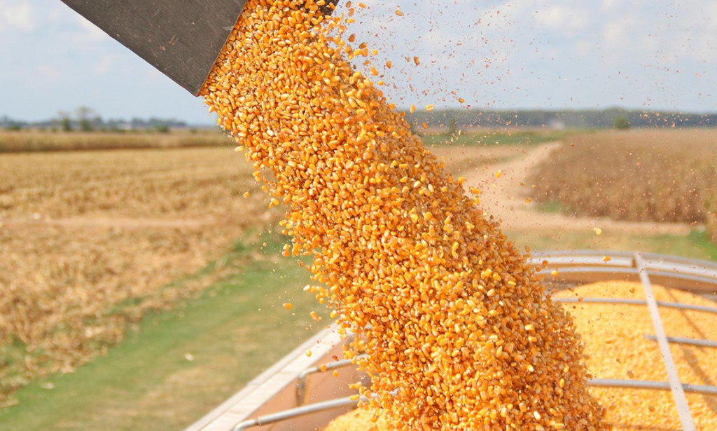USDA прогнозує зростання експорту кукурудзи Україною