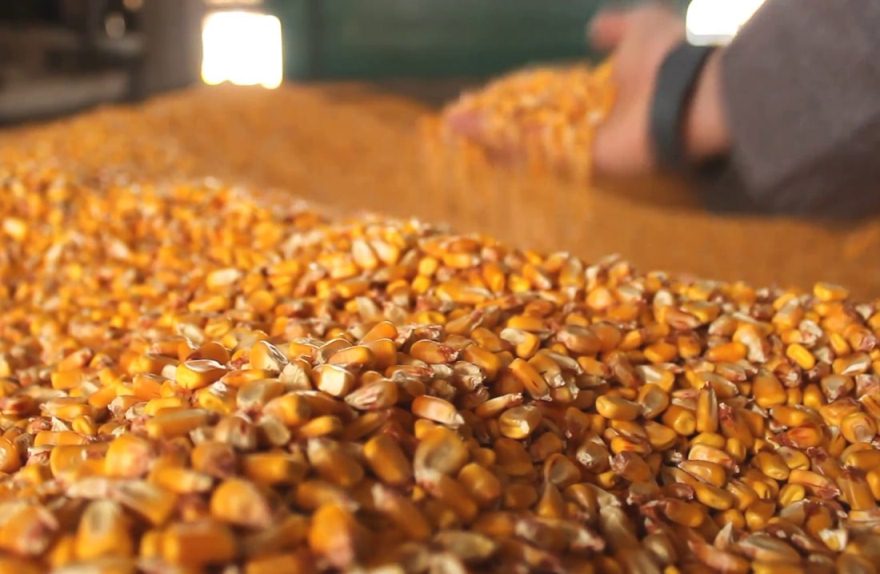 Ціна на кукурудзу в Україні росте через опади та активізацію експорту