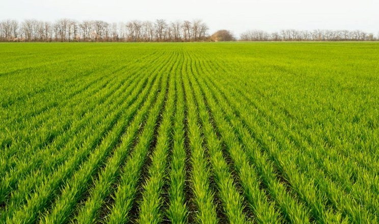 Восени аграрії скоротять посівні площі зернових на 25-35% – Мінагрополітики