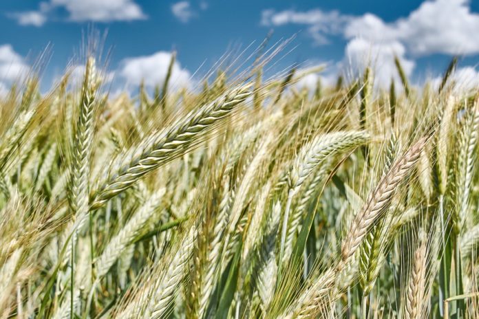 Озиме жито: як сіяти і доглядати