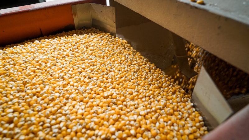 Ціна кукурудзи зросла за всіма напрямками