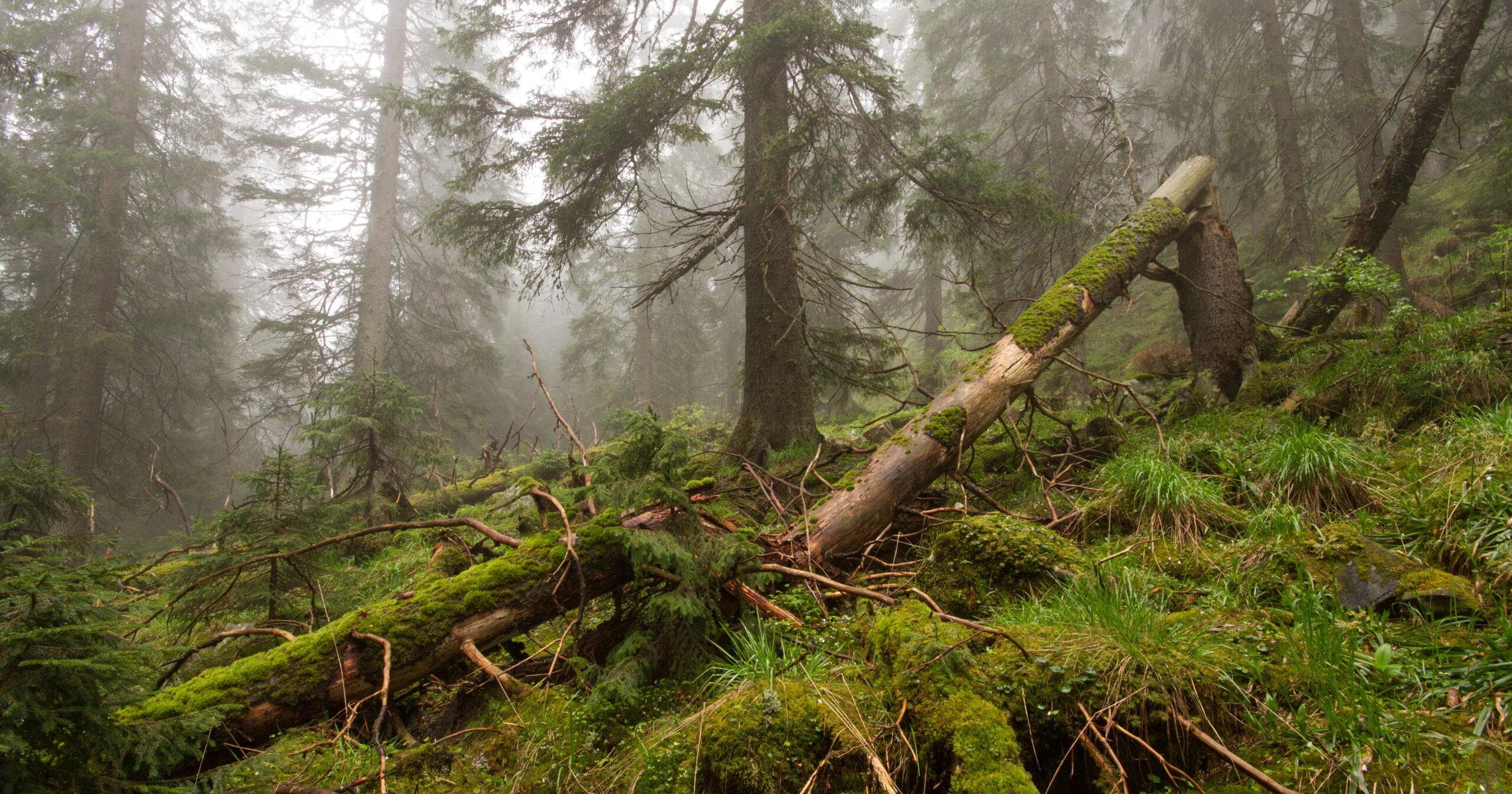 Україна підписала меморандум з ПРООН щодо діджиталізації лісової галузі
