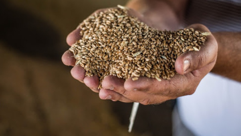 Очищення зерна: як охолодити збіжжя та знизити його вологість