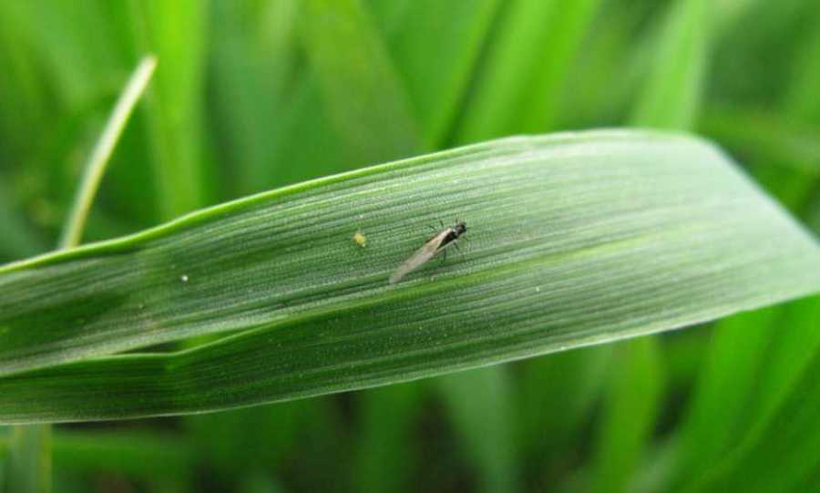 Сходам озимої пшениці почали шкодити злакові мухи