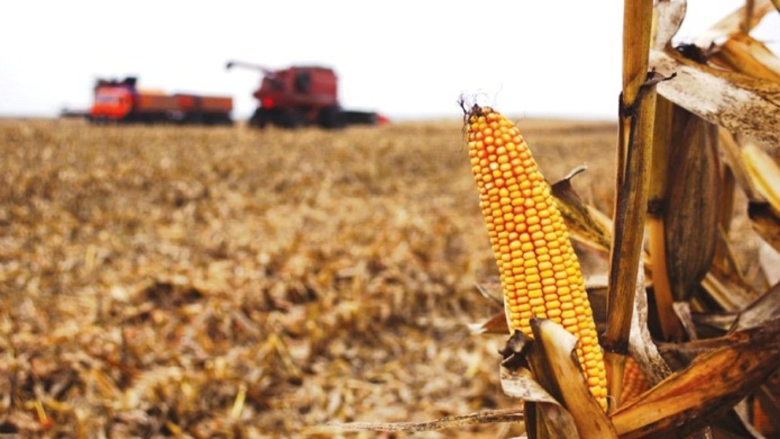 Незібраними залишились 19% зернових та зернобобових культур