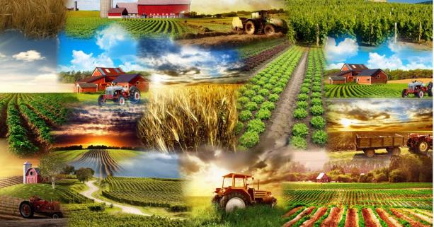 Майже 70% українських аграріїв мають проблеми зі збутом продукції