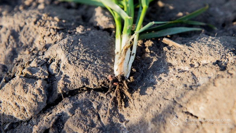 У посівах озимих зернових розвиваються кореневі гнилі — охоплено 1-3% рослин