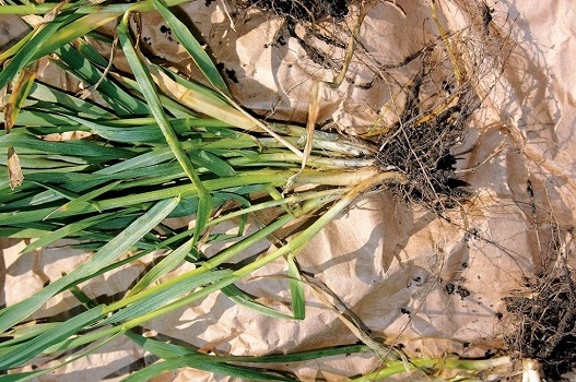Як контролювати кореневі та прикореневі гнилі на озимій пшениці