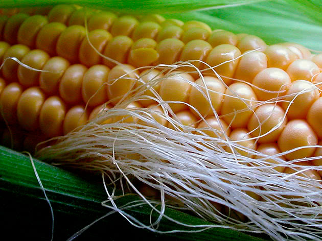 У сезоні-2023 доцільно обирати ранньостиглі гібриди кукурудзи