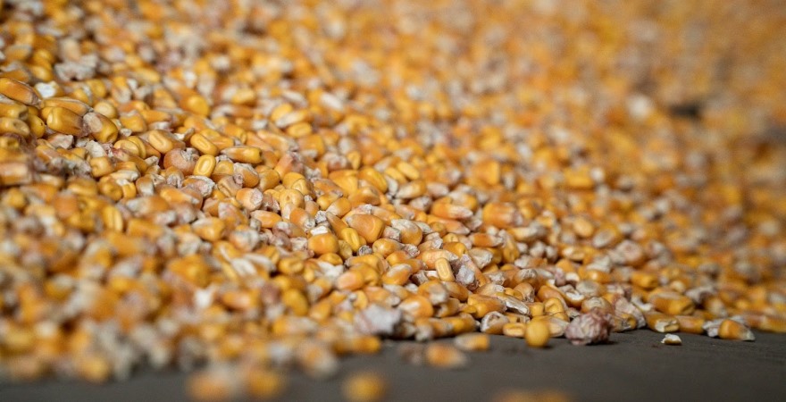 Ризики та проблеми зернотрейдингу в Україні