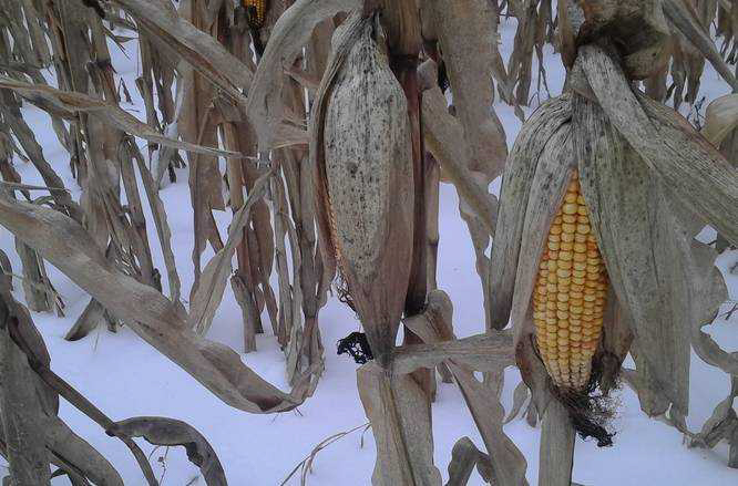 Зимовий перестій кукурудзи: які поля збирати першими