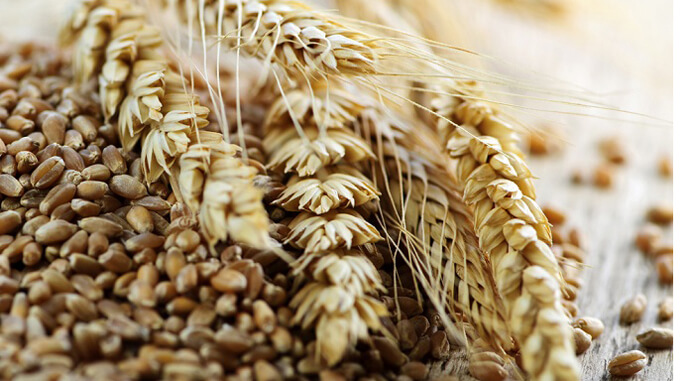 Котирування пшениці знизилися після продовження «зернового коридору»