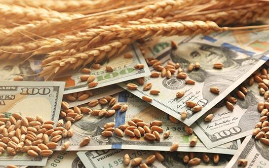 Ціни на пшеницю на світових біржах змінюються різнонаправлено — аналітики
