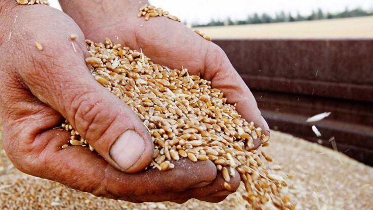 G7 буде боротися з розкраданням українського зерна