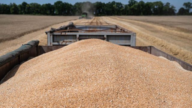 Дефіциту не прогнозують: українцям вистачить зернових