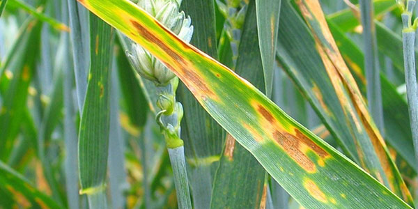 Захист посівів зернових від септоріозу
