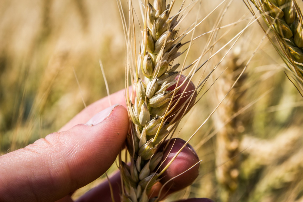 Ціна пшениці реагує на очікування щодо погодних умов — аналітики