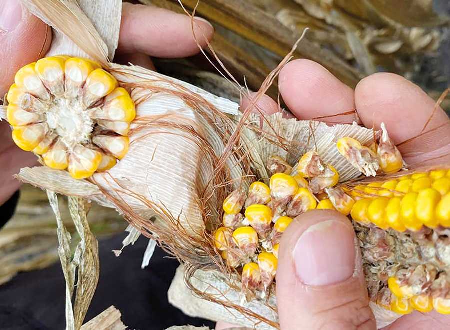 Фузаріоз качанів кукурудзи: збудники та наслідки