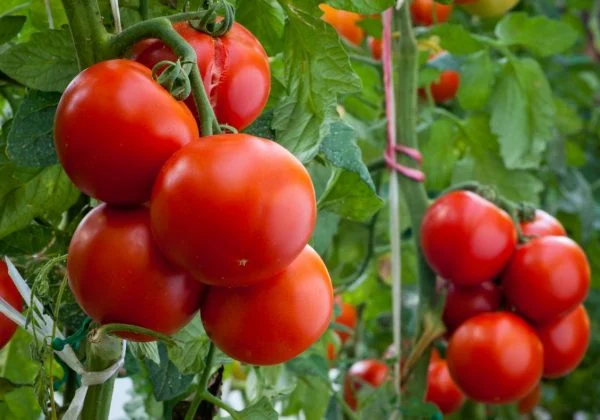 Як доглядати помідори у липні
