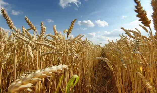 Аграрії не змогли продати понад 50% пшениці врожаю 2022
