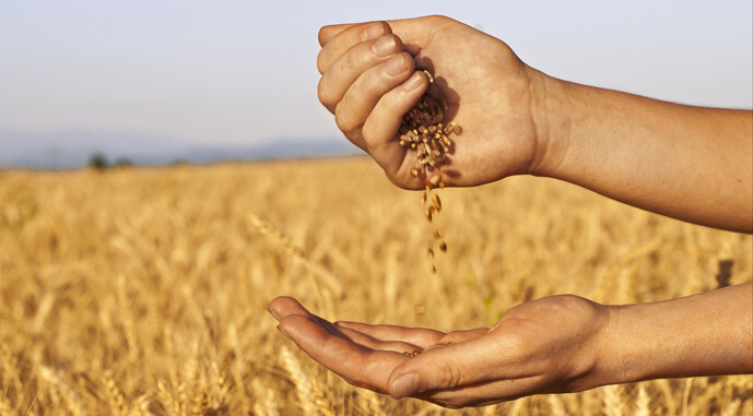 Постраждалі від війни фермери зможуть отримати пшеницю та ячмінь від ООН