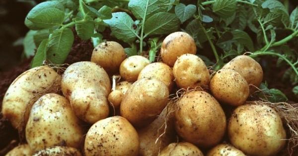 Вирощування картоплі: на що звернути увагу