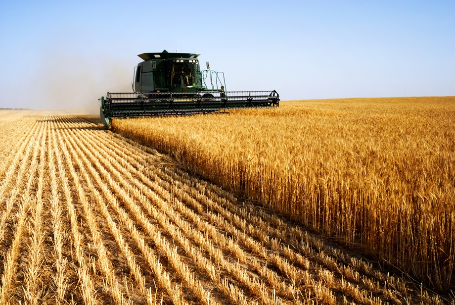 В Україні зібрали понад 2 млн тонн врожаю​​ — середня врожайність зернових 3,7 т/га