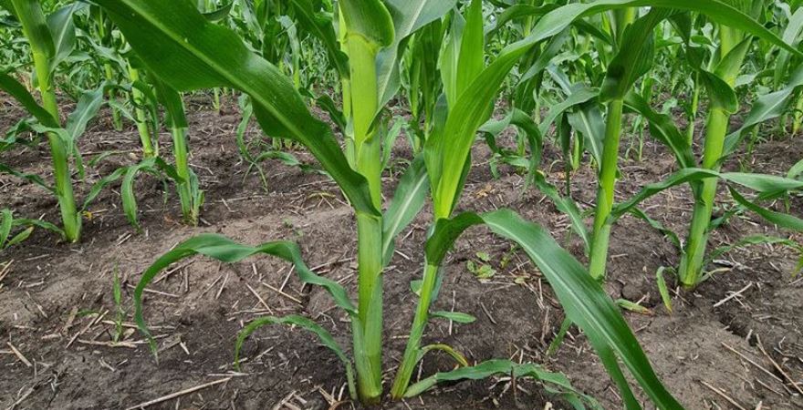 Утворення пасинків на кукурудзі – 5 факторів