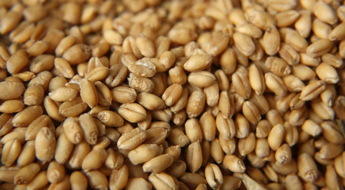 У вересні ціни на українську пшеницю будуть не нижчими $200/т — прогноз